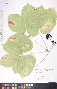 Aralia nudicaulis image