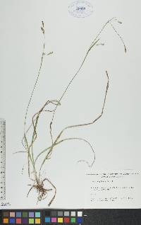 Carex vaginata image