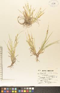 Carex aurea image