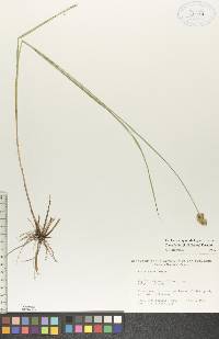 Carex bebbii image