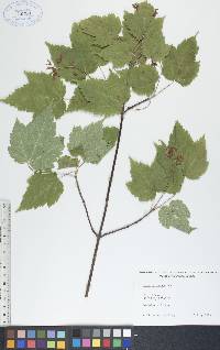 Acer spicatum image