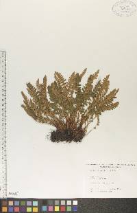 Woodsia ilvensis image