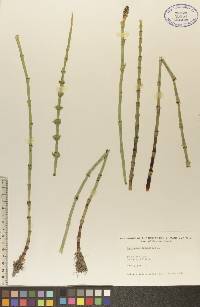 Equisetum fluviatile image