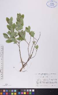 Lonicera oblongifolia image