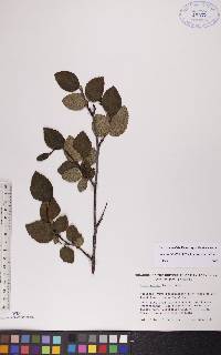 Alnus viridis image