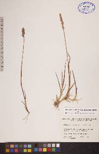 Arctagrostis latifolia subsp. latifolia image