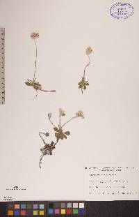 Antennaria neglecta image