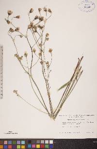 Crepis runcinata image