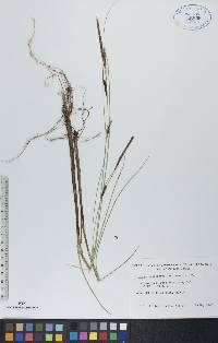 Carex lasiocarpa image