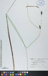 Carex lasiocarpa image