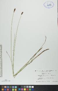 Carex diandra image