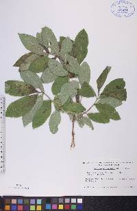 Lonicera oblongifolia image