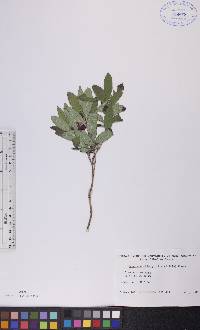 Lonicera oblongifolia image