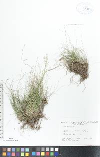 Carex eburnea image