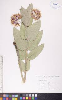 Asclepias speciosa image