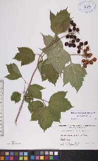 Viburnum trilobum image