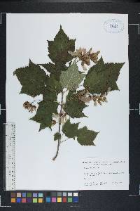 Acer spicatum image