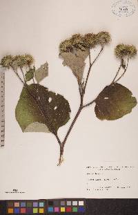 Arctium lappa image