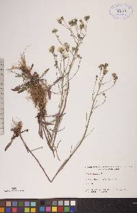 Crepis tectorum image