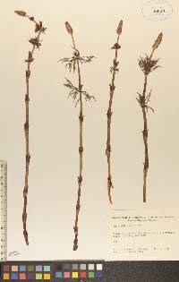 Equisetum sylvaticum image