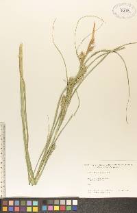 Carex atherodes image