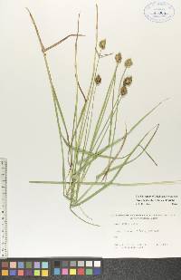 Carex bebbii image