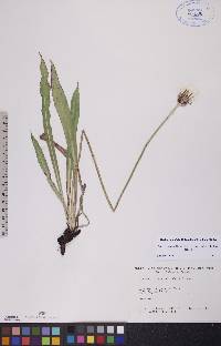 Agoseris glauca image