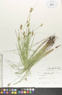 Carex bebbii image