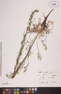 Artemisia campestris subsp. caudata image