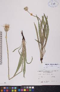 Agoseris glauca image