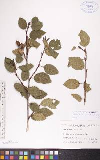 Alnus viridis image