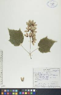 Acer spicatum image