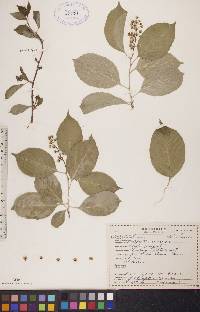 Celastrus scandens image