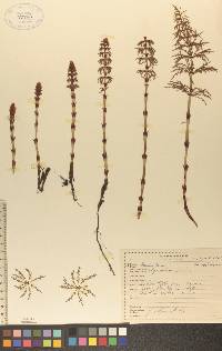 Equisetum sylvaticum image