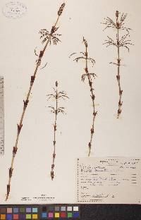 Equisetum sylvaticum image