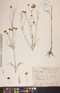 Coreopsis tinctoria image