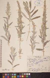 Artemisia ludoviciana subsp. ludoviciana image