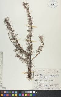 Larix laricina image