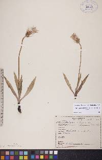 Agoseris glauca image