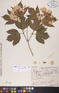 Viburnum trilobum image