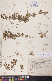 Linnaea borealis image