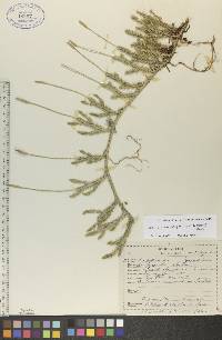 Lycopodium lagopus image