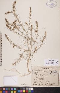 Salsola tragus image