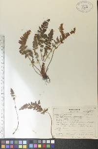 Woodsia ilvensis image