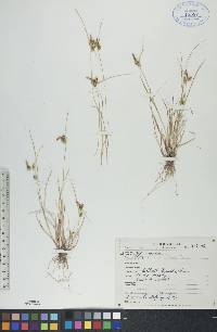 Carex viridula image