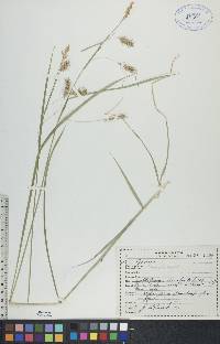 Carex sprengelii image