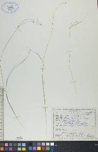 Carex trisperma image