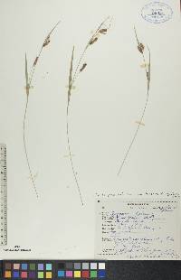 Carex granularis var. haleana image