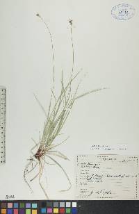 Carex peckii image