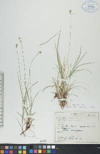 Carex peckii image